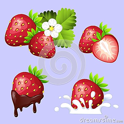 Set of ripe sweet strawberry with flowing chocolate, splash of cream, leaves and flower Vector Illustration