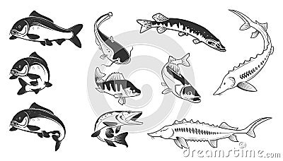 Set of river fish marks. River carp, Vector Illustration