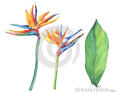 Set of ropical flower Strelitzia reginae. Stock Photo