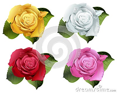 Set rose flower bud Vector Illustration