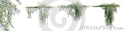 Set of Rosemarinus Officinalis creeper plant, isolated on white background. 3D render. Cartoon Illustration