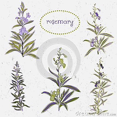 Set of rosemary flowers and decoration elements Vector Illustration