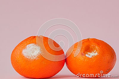 A set of rotten moldy oranges, tangerines on pink background. A photo of the growing mold. Food contamination, bad spoiled Stock Photo