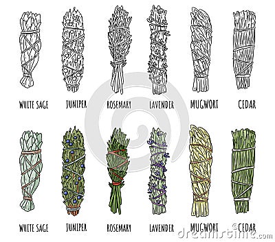 Set of sage and herbs sage smudge sticks bundles. Vector stock hand-drawn set of isolated doodles on white background. Collection Vector Illustration