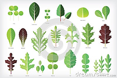 Set of salad greens Vector Illustration