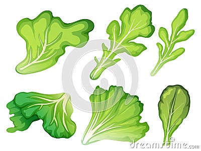 A set of salad leaf Vector Illustration