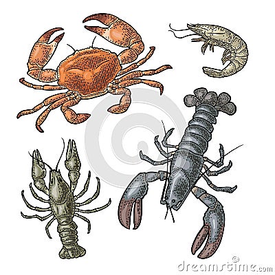 Set sea animal crustacean. Lobster, crab, crawfish, shrimp. Vector engraving Vector Illustration