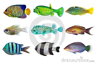 Set of sea nr.3- reef fish on white background Stock Photo