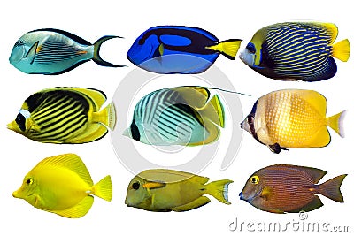 Set of sea - reef fish on white background Stock Photo
