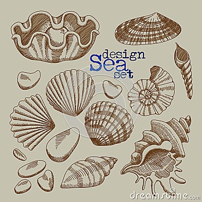 A set of sea shells Vector Illustration