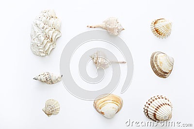 Set of sea shells on white background. Stock Photo