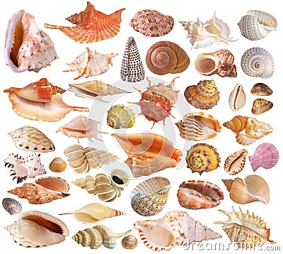 Set of seashell collection Stock Photo