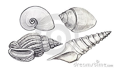 Set of seashell. Hand-drawn illustration. Simple pencil. Cartoon Illustration