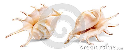 Set of seashells on white background Stock Photo