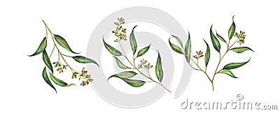 Set of seeded eucalyptus branches isolated on white background. Cartoon Illustration