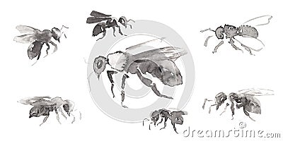 Set 12 with seven differents forms bee pictures isolated on white. Hand drawn chinese ink on paper textures. Raster Stock Photo