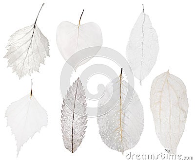 Set of seven light leaf skeleton isolated on white Stock Photo