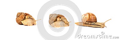 Set with several mooving burgundy snail, Helix pomatia - three snails in different positions isolated on white Stock Photo