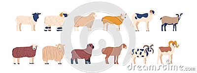 Set of Sheep Different Breed, Scottish Blackface, Merino, Dorper Sheep, Kerry Hill, Jacob Farm Animals for Wool And Meat Vector Illustration