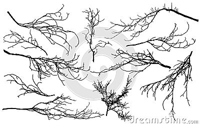 Set of silhouettes of branches of different trees chestnut, poplar, Linden, maple, oak, etc.. Vector illustration Vector Illustration