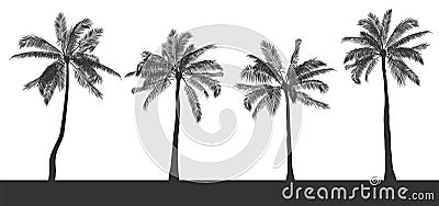 Set of silhouettes of palm trees on white isolated background. Hand drawn realistic contour. Template for printing and Vector Illustration
