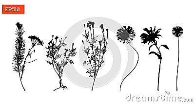 Set silhouettes of wild flowers vector illustration Vector Illustration