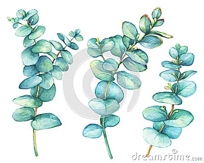 Set of silver-dollar eucalyptus Eucalyptus cordata, plant also known as Silver Dollar Gum. Cartoon Illustration