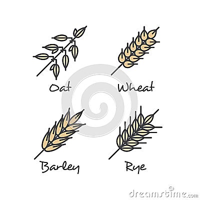 Set with Simple Porridge Cereals Icons: Oat Seeds, Rye, Wheat and Barley Healthy Breakfast Vector Concept Vector Illustration