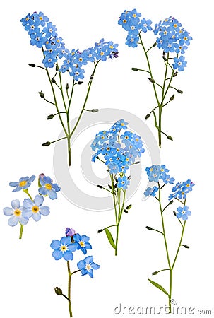 Set of six light blue forget-me-not branches Stock Photo