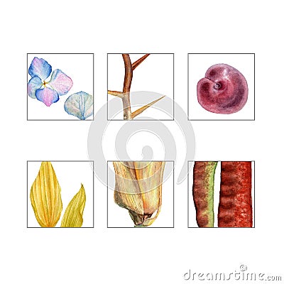 Set of six. Watercolor illustrations on white. Inflorescence Hydrangea, Acacia twig with thorns, Plum, Sunflower petals Cartoon Illustration