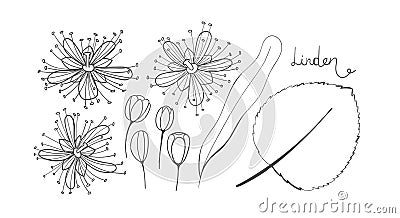 A set of sketch linden. Isolated elements outline of the Tilia. Leaves, flowers and buds of basswood. Black limetree or lime tree Stock Photo