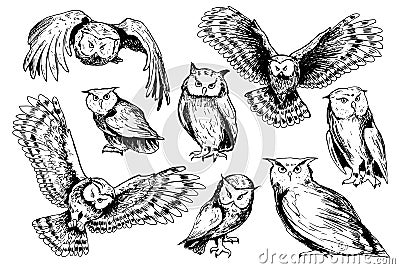 Set of sketches of owls. Vector Illustration