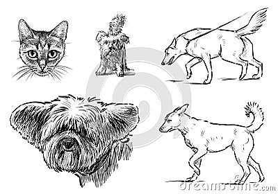 Set of sketches various domestic animals Stock Photo