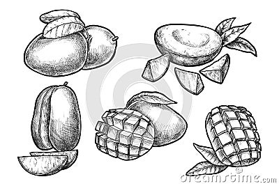 Set of sliced and chopped mango. Vector sketch Vector Illustration