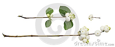 Set of snowberries (Symphoricarpos albus) with green leaves isolated Stock Photo