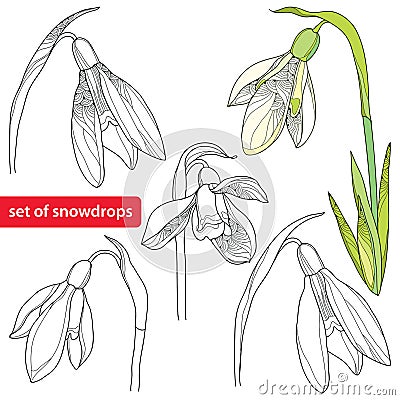 Set of Snowdrop flower or Galanthus on white background. Vector Illustration