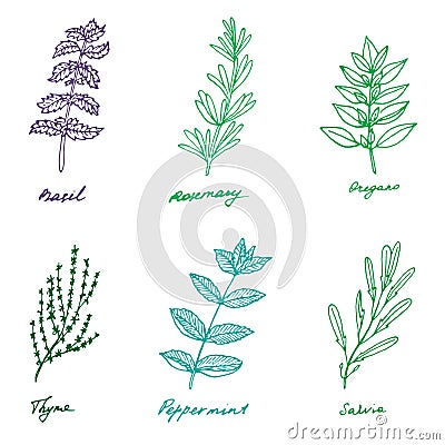 Set of some provence herbs: basil, rosemary, oregano, thyme, pep Vector Illustration