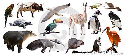 Set of South American animals. Isolated over white Stock Photo