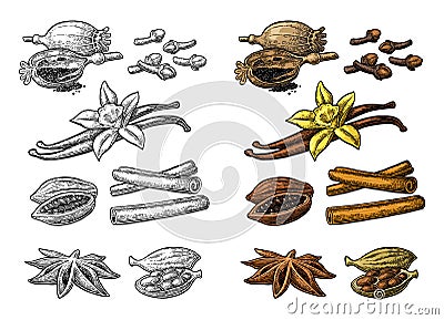 Set of spices. Anise, cinnamon, cocoa, vanilla, poppy Vector Illustration