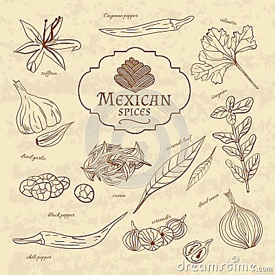 Set of spices and herbs cuisines of the world Vector Illustration