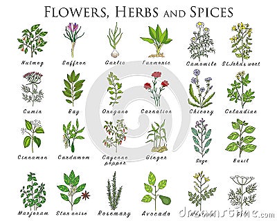 Set of spices, herbs and officinale plants icons. Healing plants Vector Illustration