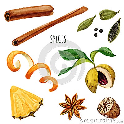 Set of spices including anis star and cinnamon Vector Illustration
