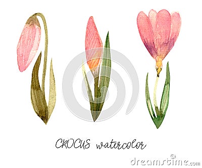 Set of spring flowers pink crocus and bud colorful. Stock Photo