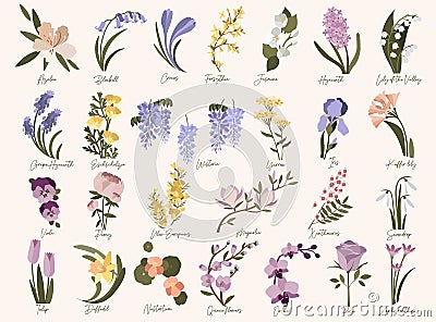 Set of spring modern flowers. Azalea,bluebell,crocus,daffodil,forsythia,magnolia, Vector Illustration