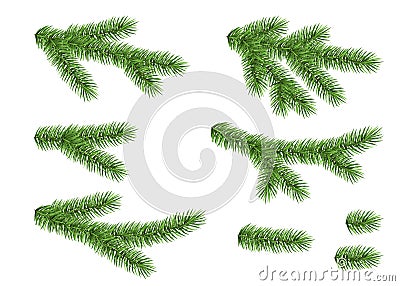 Set of spruce branch. Vector Illustration