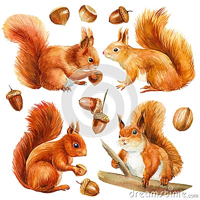 Set of squirrel and acorn, walnut, hazelnut, isolated on white background. Watercolor illustration Cartoon Illustration