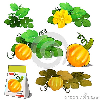 Set of stages of life of a agricultural plant orange patisson or bush pumpkin isolated on white background. Paper Vector Illustration