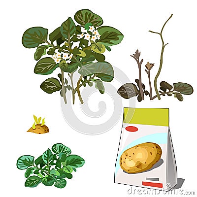 Set of stages of life of a agricultural plant potatoes isolated on white background. Paper packaging for storage of Vector Illustration