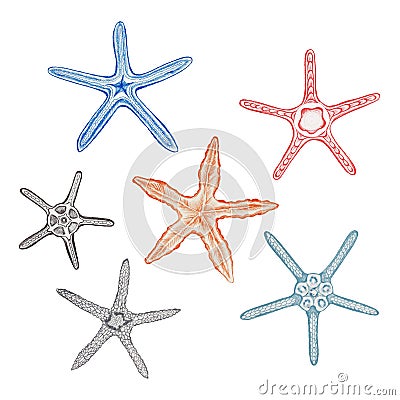 Set of starfish 6 item hand drawn with pastel on a white background. Stock Photo