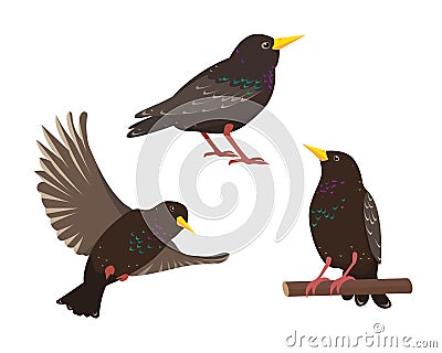 Set of starling birds in different poses isolated Vector Illustration
